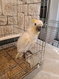 Pappagalli