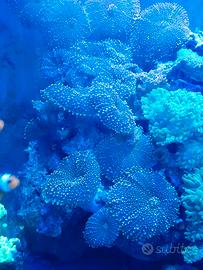 Ricordea acquario marino 