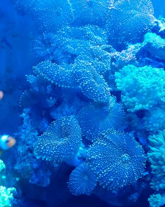 Ricordea acquario marino 