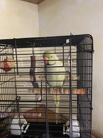 Parrocchietto dal collare