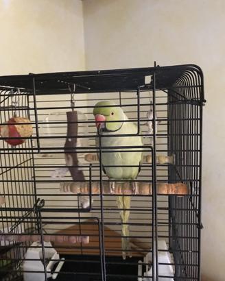 Parrocchietto dal collare