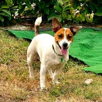 Jack russel