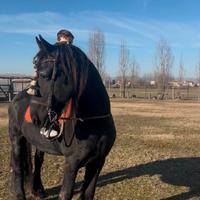 Cavallo frisone