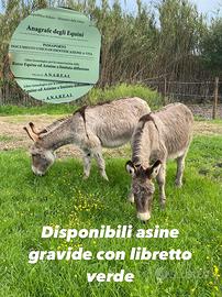 Asine libretto verde