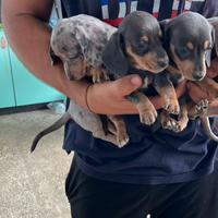 Cuccioli di Bassotto Nano