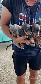 Cuccioli di Bassotto Nano