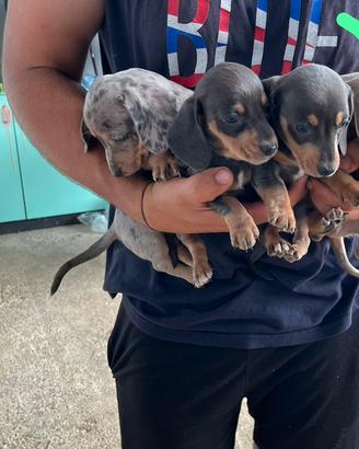 Cuccioli di Bassotto Nano