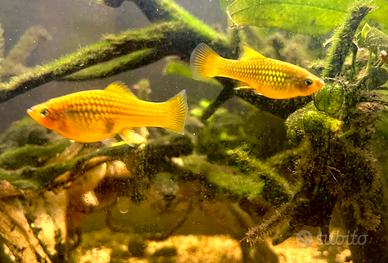 Pesci Platy Gold
