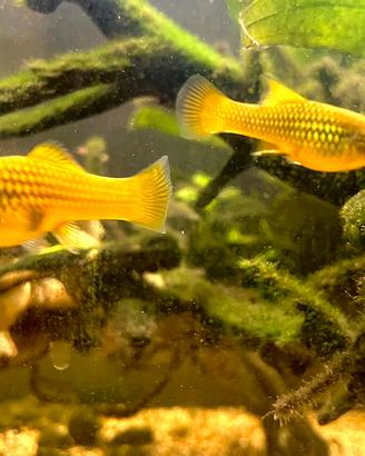 Pesci Platy Gold
