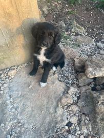 Meticci taglia medio/grande