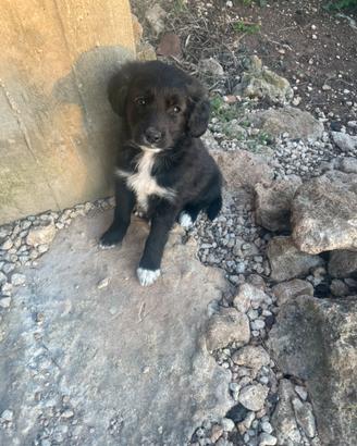 Meticci taglia medio/grande