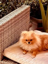 Spitz pomerania femmina