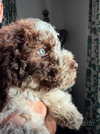 Ultimissimi due cuccioli di Lagotto Romagnolo