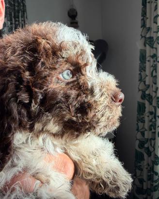 Ultimissimi due cuccioli di Lagotto Romagnolo