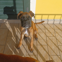 Cucciolo di Boxer