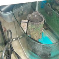 acquario 5, 15 euro 