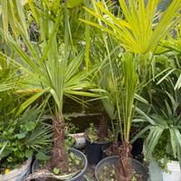 Piante di Palma in vaso