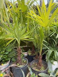 Piante di Palma in vaso