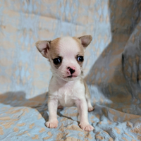 Mini cucciolo chihuahua, allevamento enci
