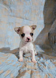Mini cucciolo chihuahua, allevamento enci