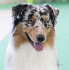 Australian Shepherd / Pastore Australiano