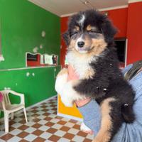 Cucciolo Australian Shepherd/Pastore Australiano