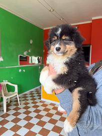 Cucciolo Australian Shepherd/Pastore Australiano