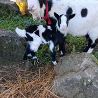 Capretta tibetana, capra del Tibet