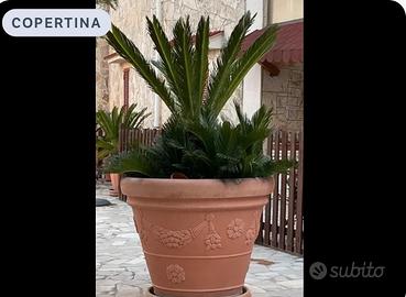 Cycas