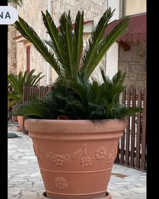 Cycas