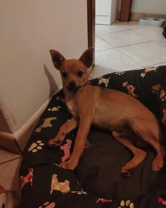 Cagnolino dolcissimo