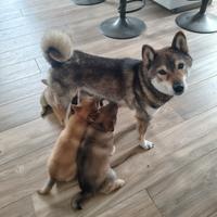Cuccioli di Shiba