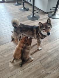 Cuccioli di Shiba