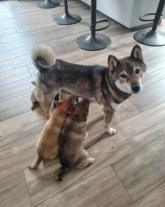Cuccioli di Shiba
