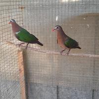 Coppia tortore ali verdi