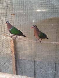 Coppia tortore ali verdi