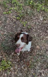 Cucciolo di springer spaniel inglese