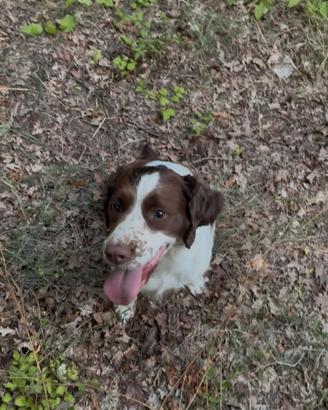 Cucciolo di springer spaniel inglese