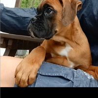 Cucciolo di boxer