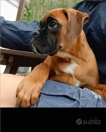 Cucciolo di boxer