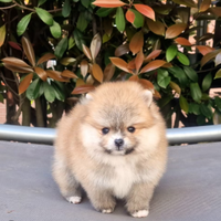 Spitz pomerania