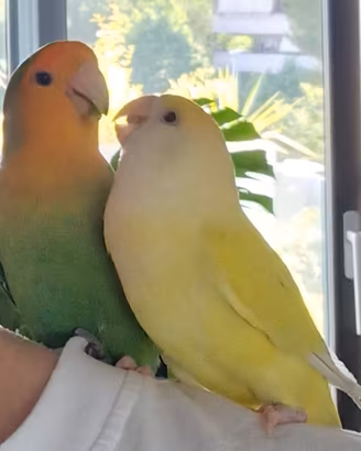 Pappagalli Inseparabili Agapornis Roseicollis