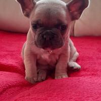 Bulldog francese esotico