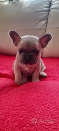 Bulldog francese esotico