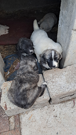 Maremmano - pastore caucaso