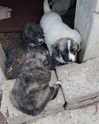 Maremmano - pastore caucaso