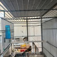 Ibrido cardellino per canarino