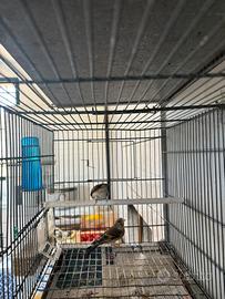 Ibrido cardellino per canarino