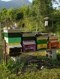 Famiglie di Api e arnie