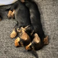Cuccioli bassotto tedesco a pelo duro